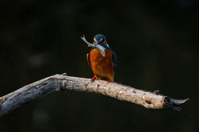 oiseau